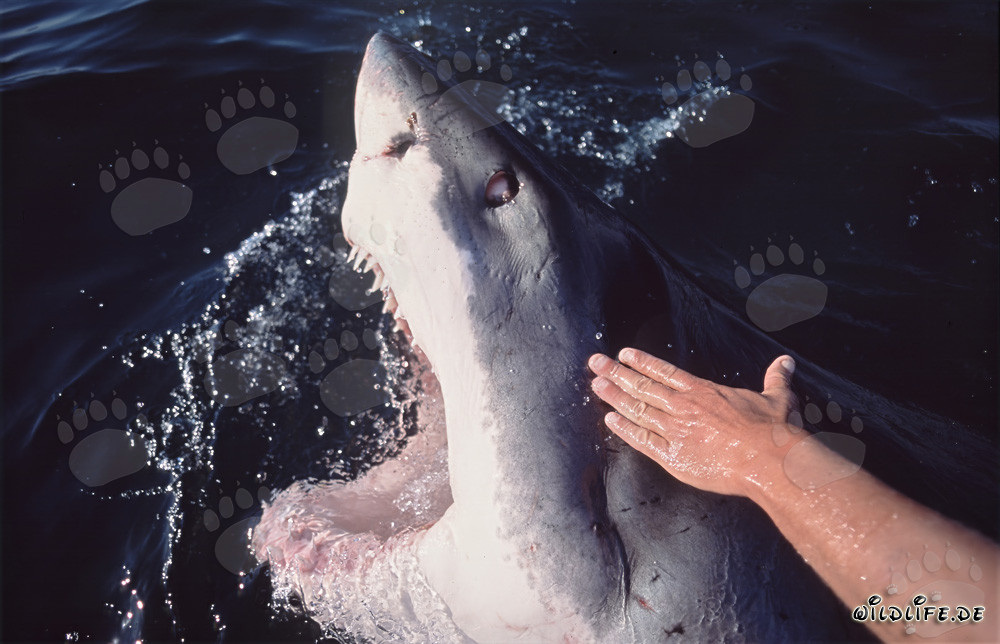 Impressive Great White Shark emerges with open mouth