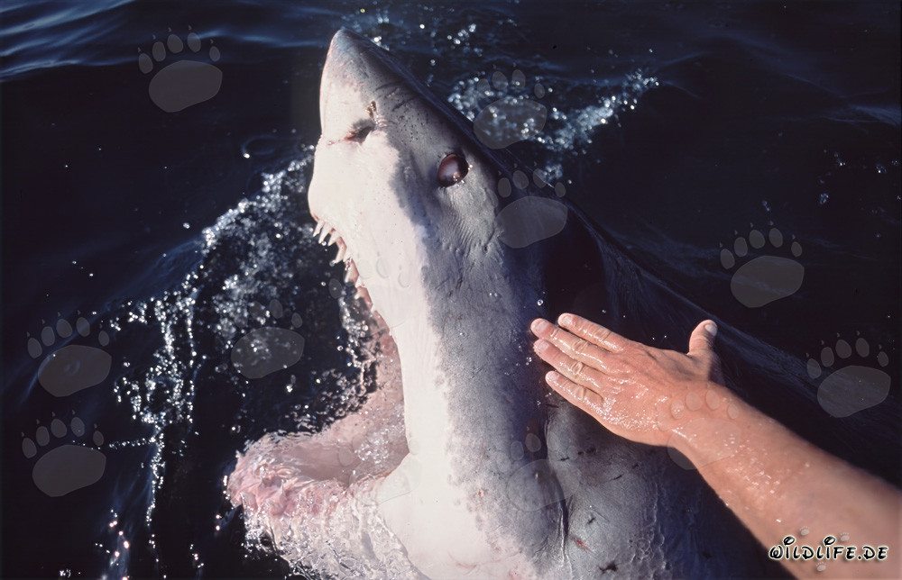 Imponente squalo bianco emerge con la bocca aperta