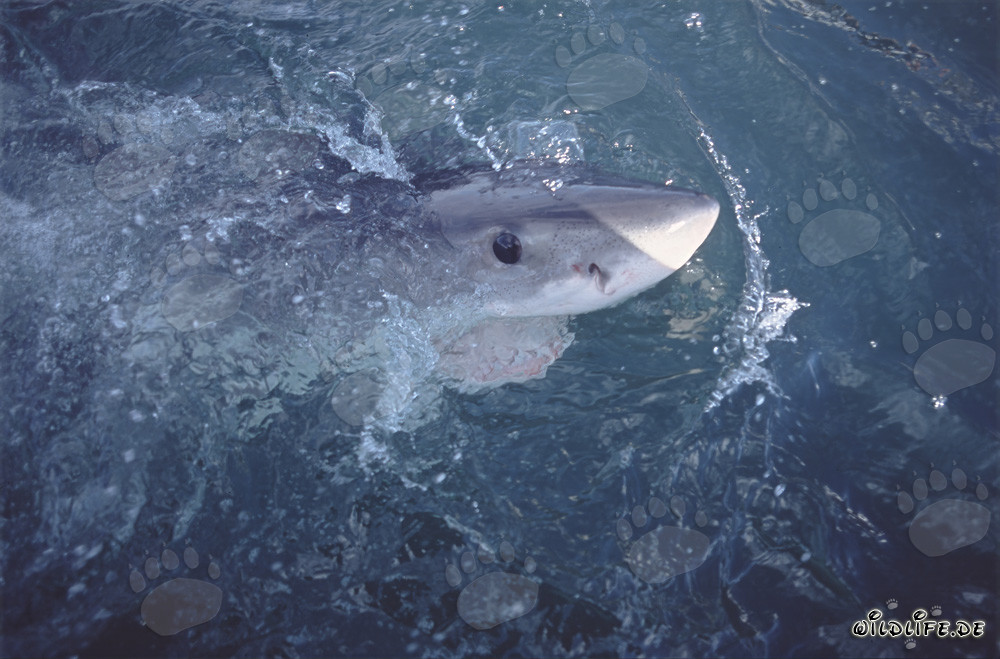 Intense gaze of a dark blue Great White Shark