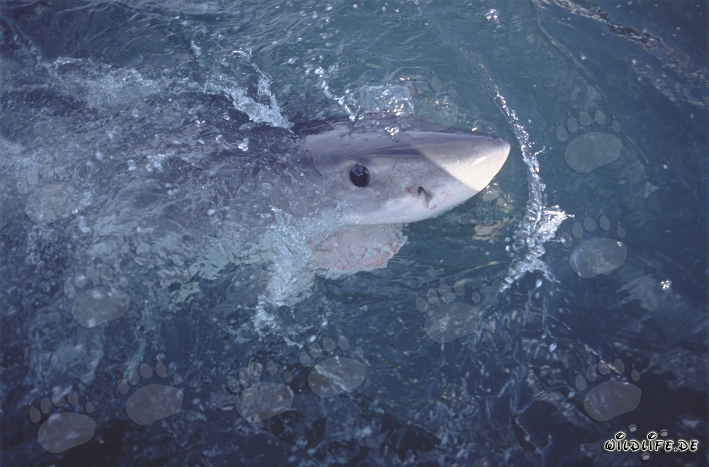 Regard intense d'un grand requin blanc aux yeux bleus sombres