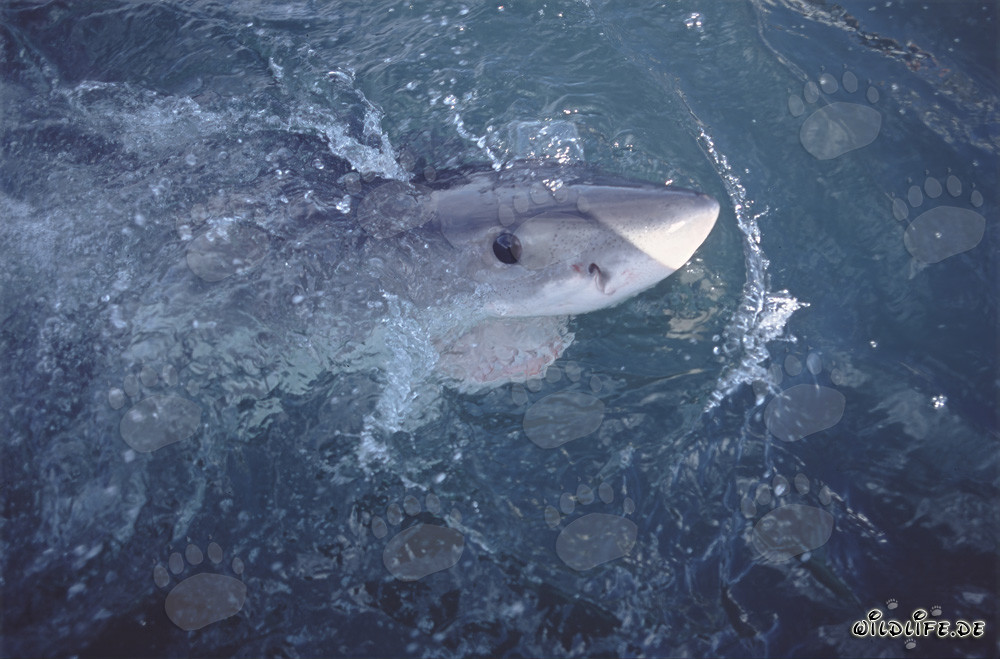 Sguardo intenso di uno squalo bianco dagli occhi blu scuri