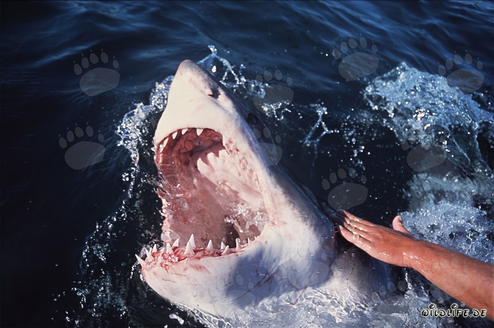 Great White Sharks: The feared hunter of the seas with sharp teeth