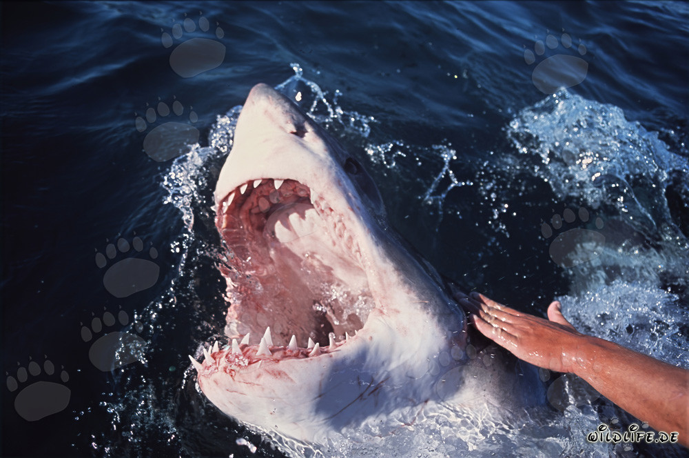 Les requins blancs : redoutables chasseurs des mers aux dents acérées