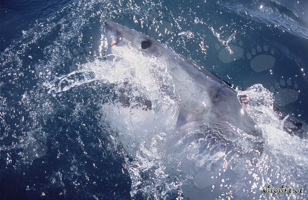 Impressive Eye of the Great White Shark