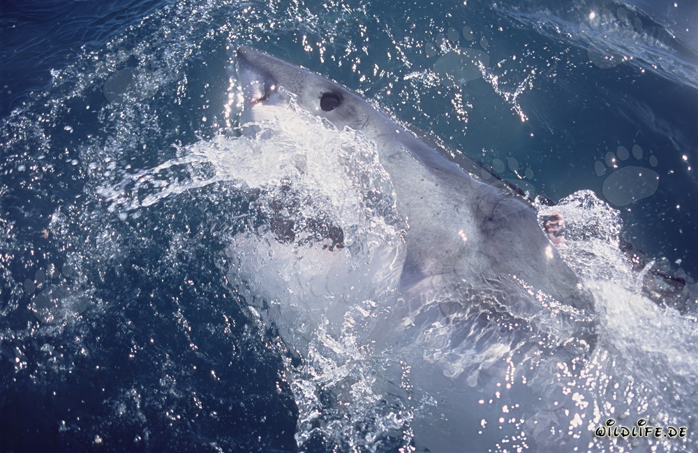 Œil imposant du Grand Requin Blanc