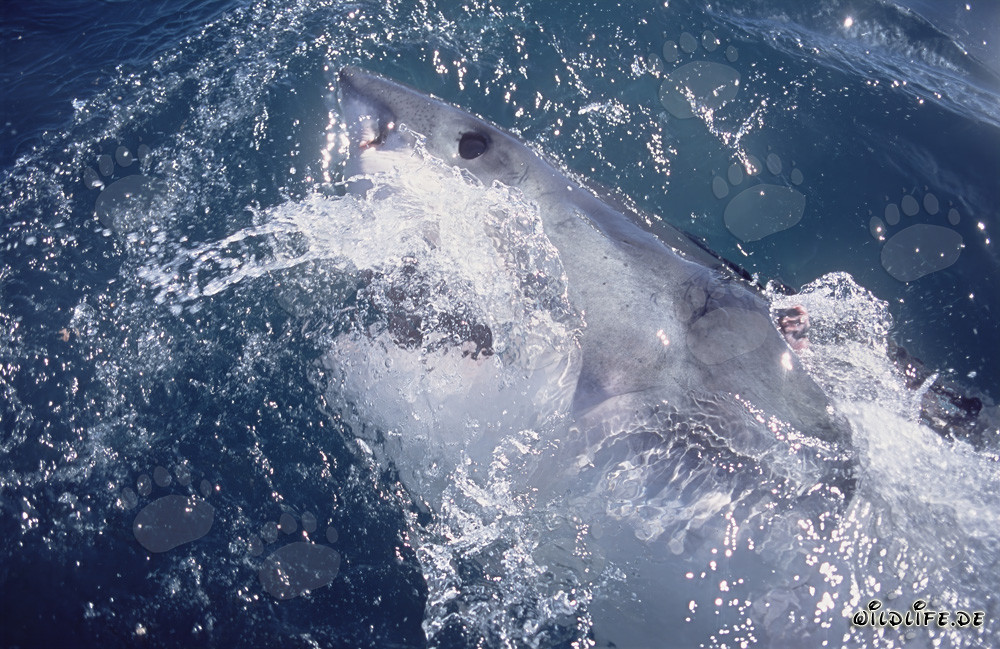 Imponente occhio dello Squalo Bianco