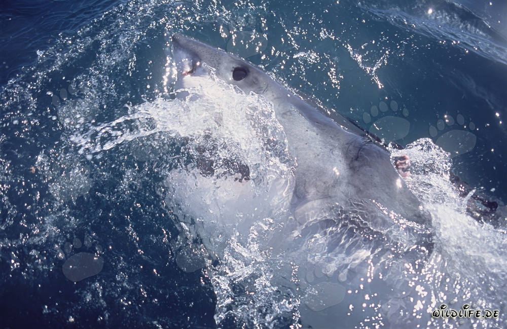 Ojo imponente del Gran Tiburón Blanco