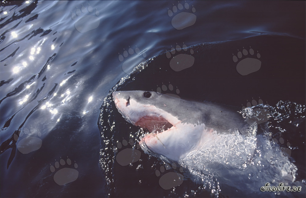 Impressive Great White Shark critically observes the water surface near Gansbaai/South Africa