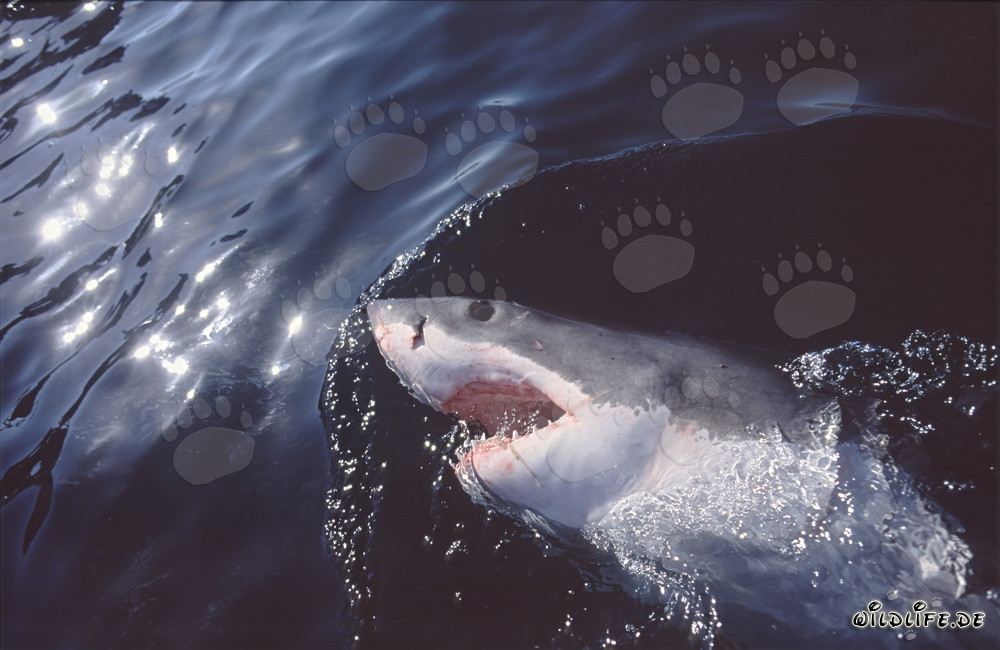 Grand requin blanc impressionnant observant attentivement la surface de l'eau près de Gansbaai/Afrique du Sud