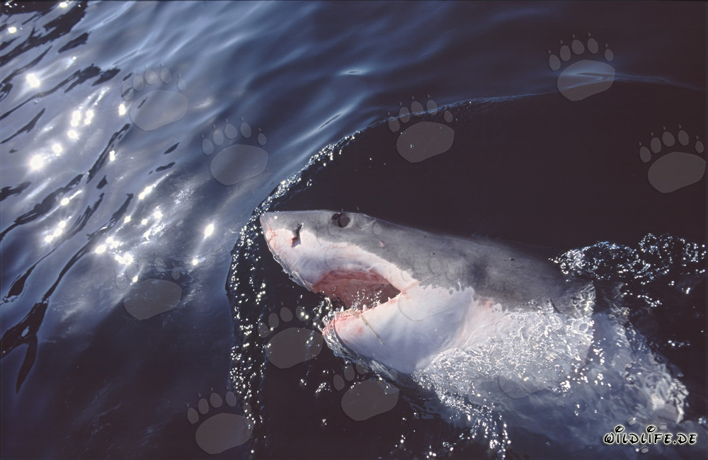 Imponente Squalo Bianco osserva attentamente la superficie dell'acqua di fronte a Gansbaai/Sud Africa