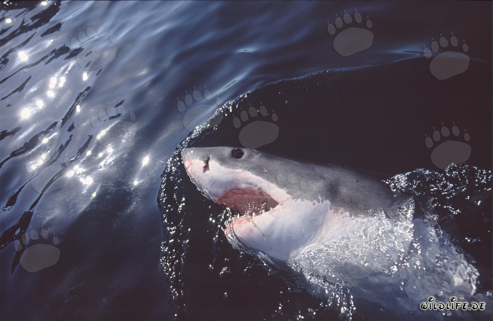 Impresionante Gran Tiburón Blanco observando críticamente la superficie del agua frente a Gansbaai/Sudáfrica