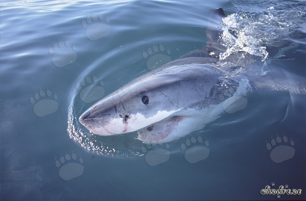 El ojo azul oscuro intenso del majestuoso Gran Tiburón Blanco en la luz lateral