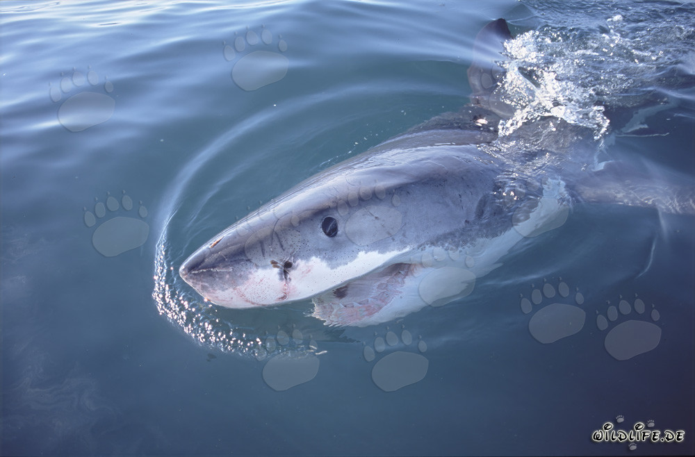 L'œil bleu foncé intense du majestueux Grand Requin Blanc dans la lumière latérale
