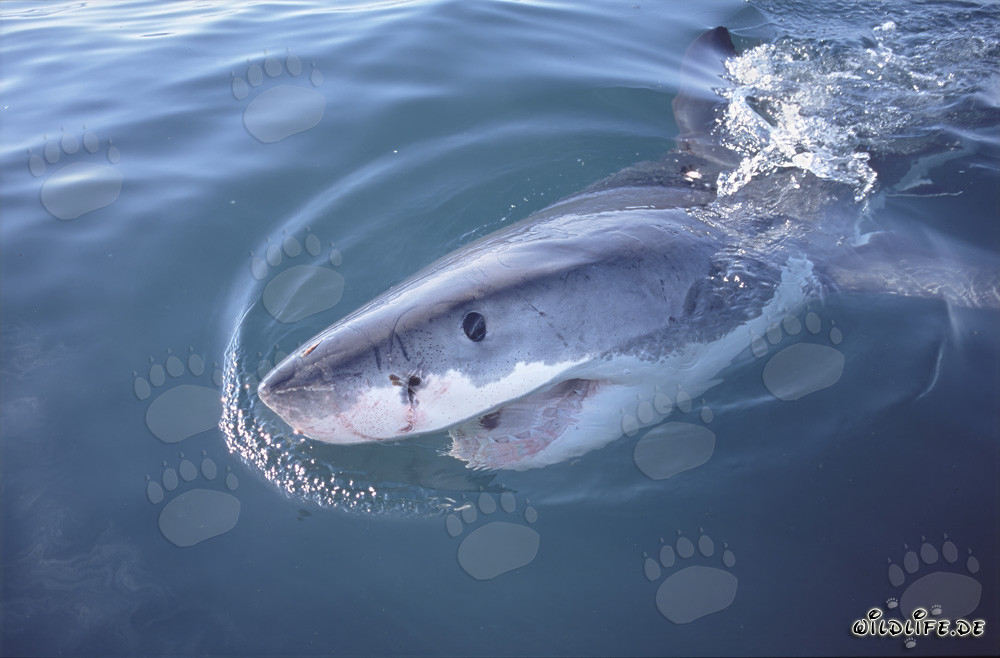 L'occhio blu scuro intenso del maestoso Squalo Bianco nelle luci laterali