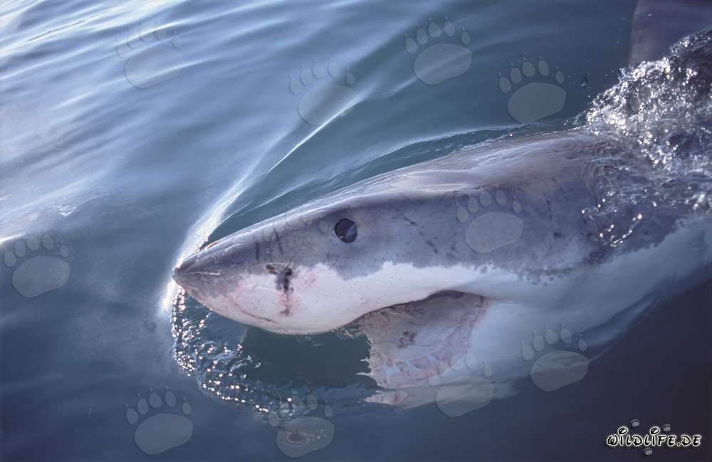 Majestic Great White Shark swimming at the ocean surface