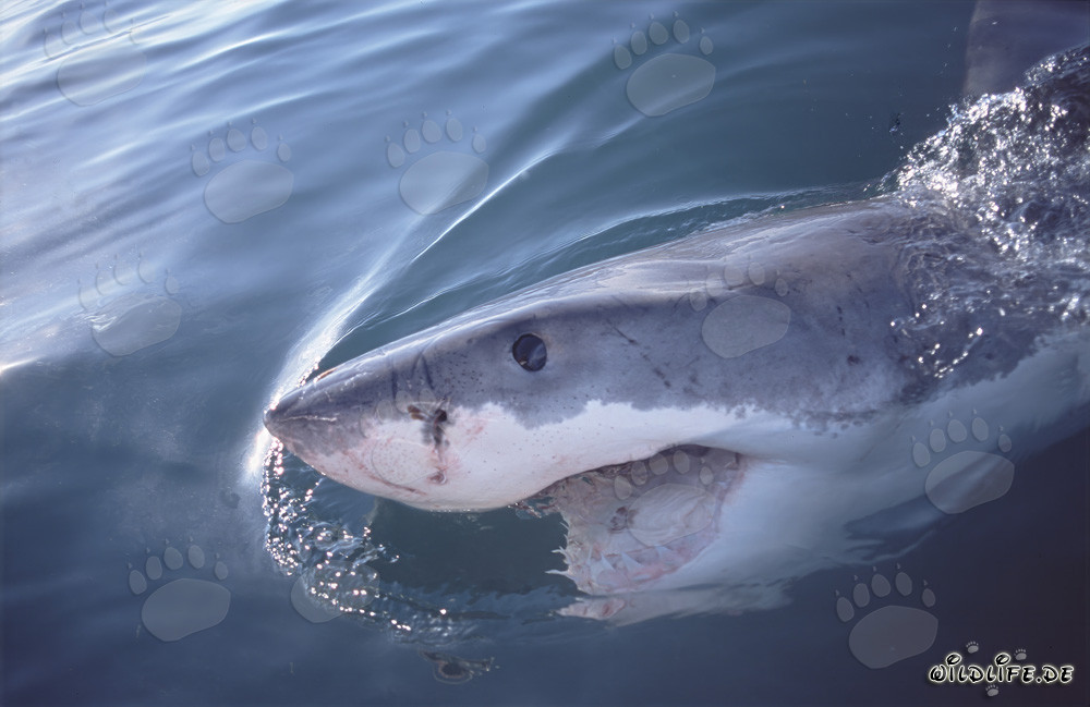 Grand requin blanc majestueux nage en surface de l'océan