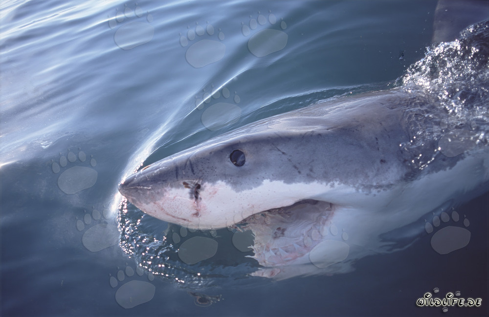 Tiburón blanco majestuoso nada en la superficie del mar