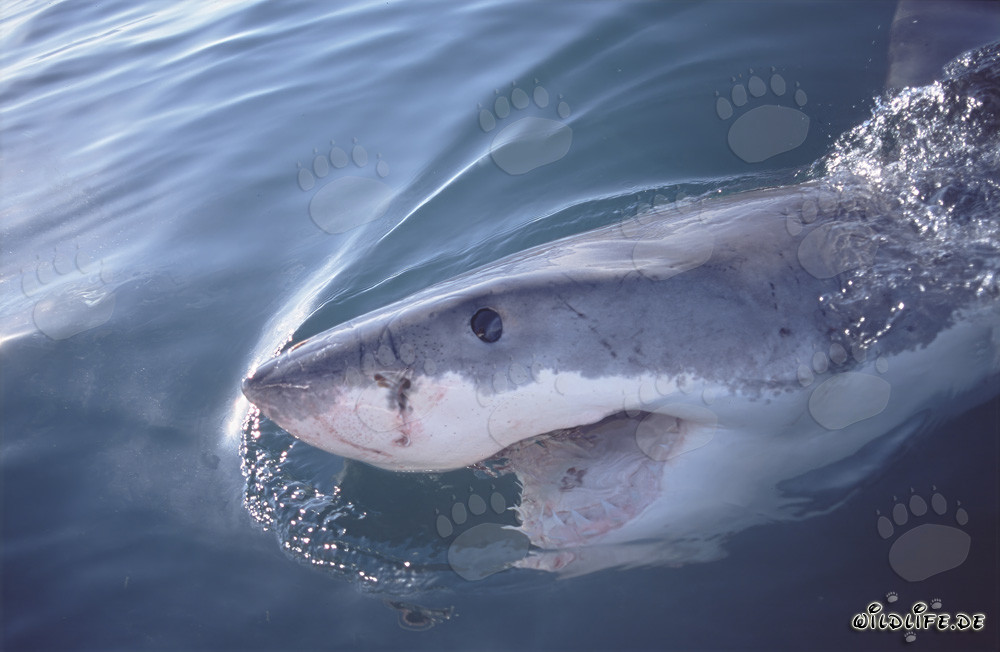 Impressive Great White Shark off the coast of South Africa