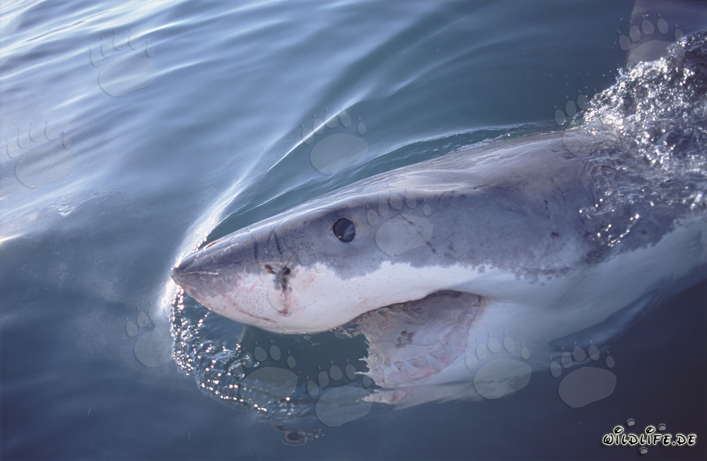 Impresionante tiburón blanco frente a la costa de Sudáfrica