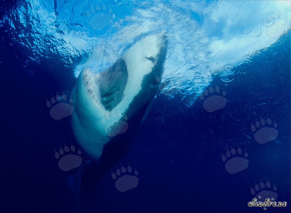 Grand requin blanc majestueux émerge à la surface