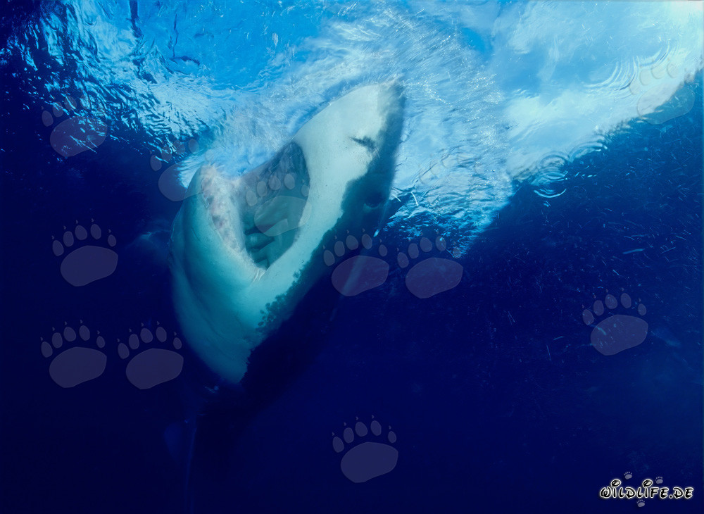 Majestic Great White Shark ascending to the ocean surface