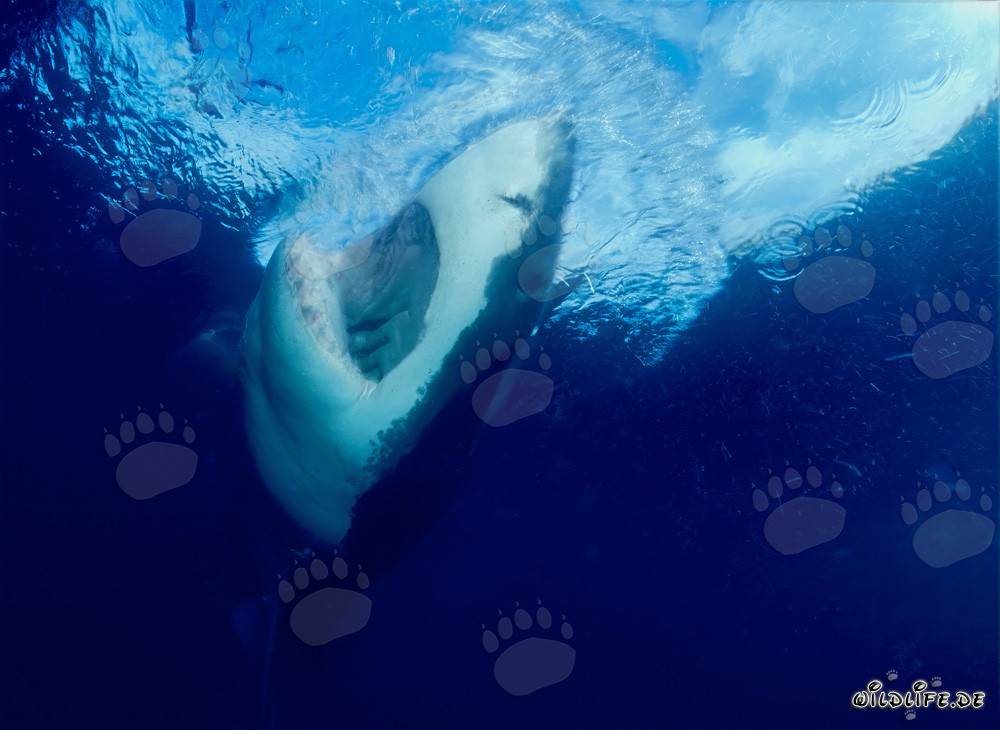 Maestoso squalo bianco emerge in superficie