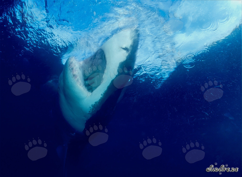 Majestuoso tiburón blanco emerge en la superficie