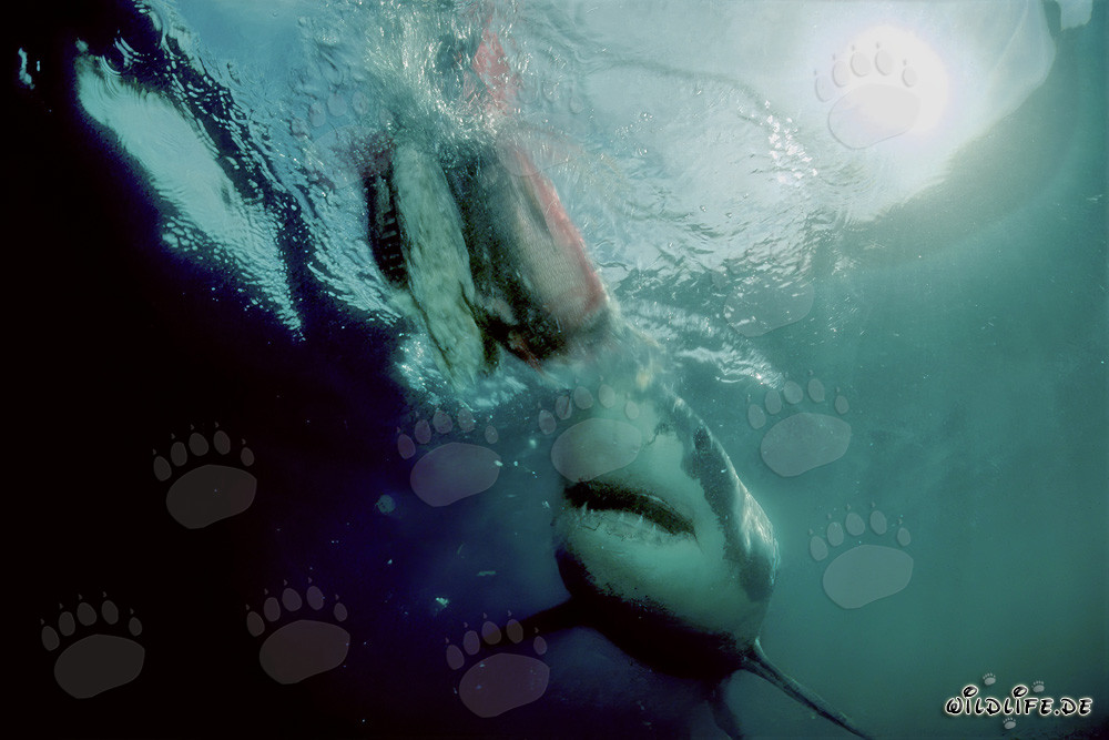 Grande squalo bianco vicino all'esca