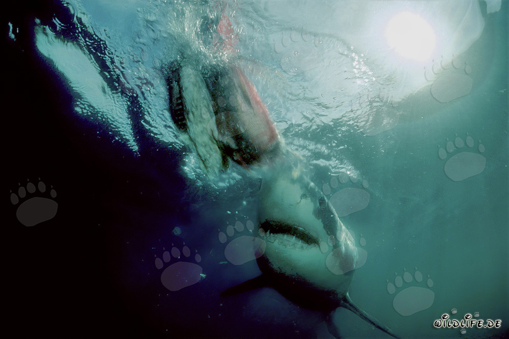 Great White Shark Close to the Prey Bait