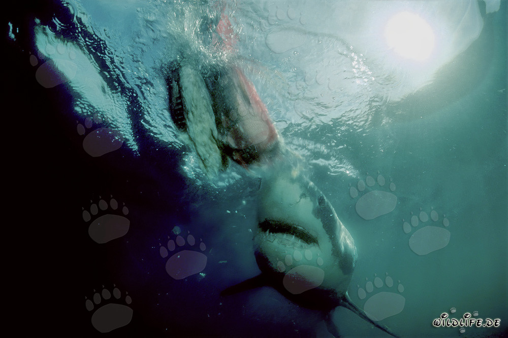 Großer Weißer Hai nahe am Beuteköder