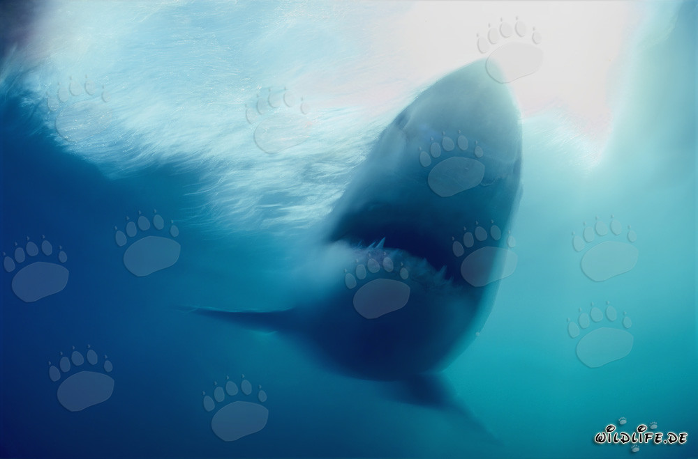 The Great White Shark off the coast of South Africa