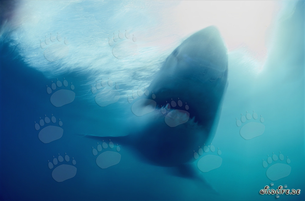 Requin blanc fantôme au large des côtes sud-africaines