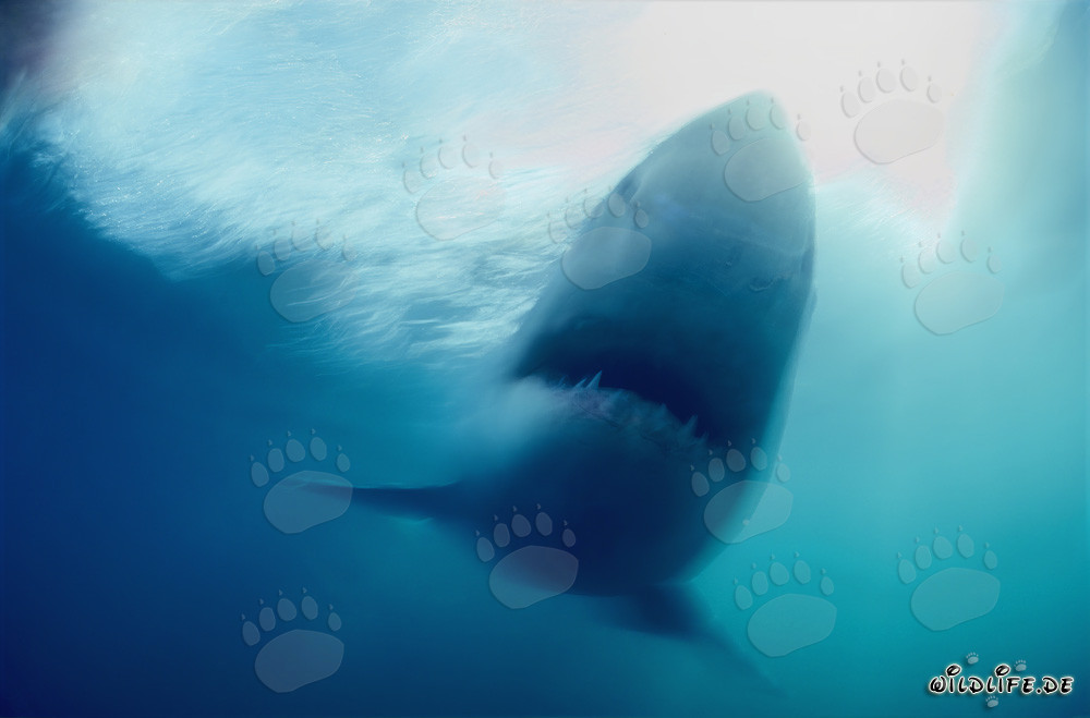 Lo squalo bianco fantasma al largo delle coste sudafricane