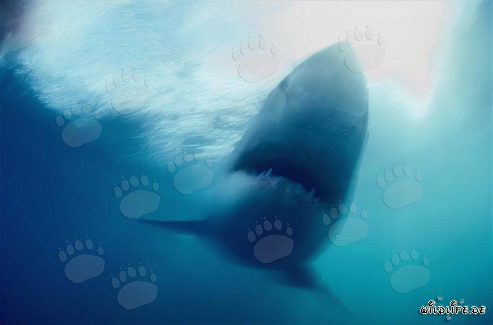 Phantom Weißer Hai vor der Küste Südafrikas