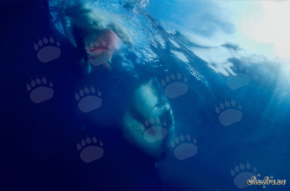 Great White Shark