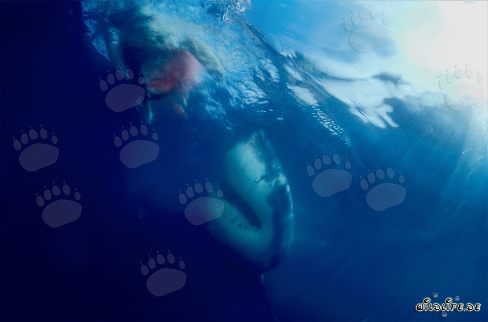 Requin blanc devant l'appât