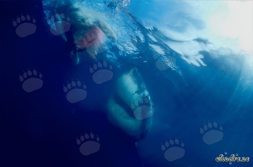 Squalo bianco di fronte all'esca per pesci