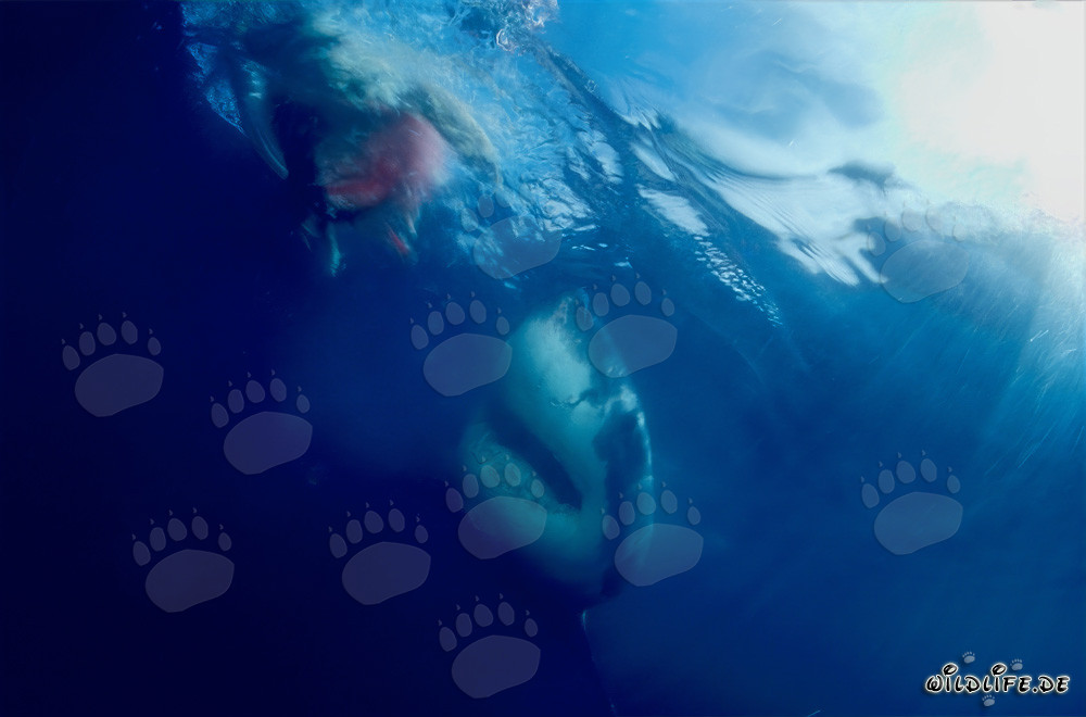 Weißer Hai vor dem Fischköder