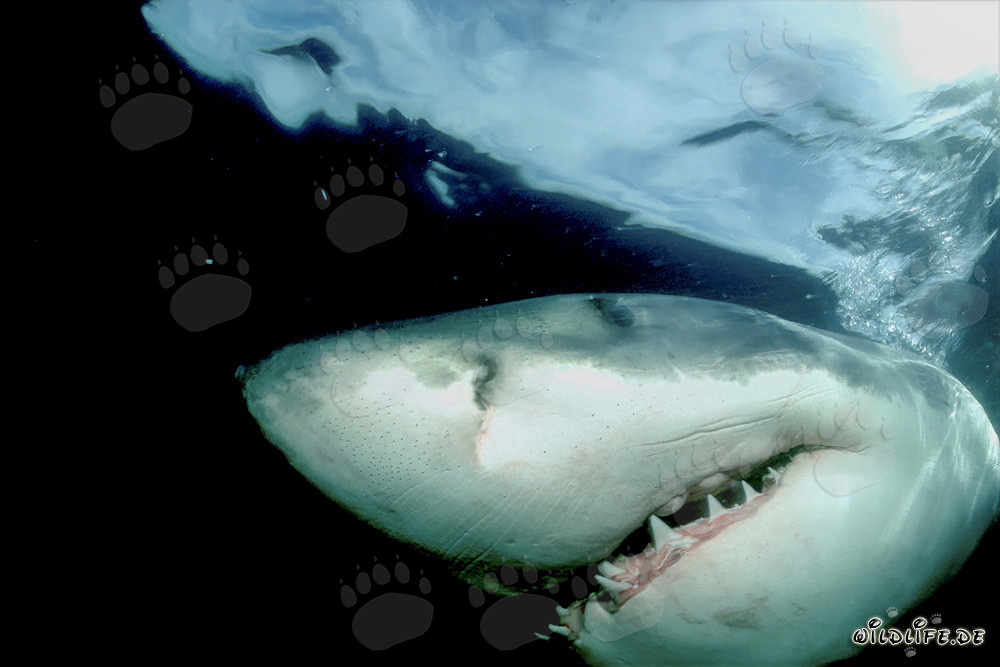 Grand requin blanc majestueux au large de la côte sud-africaine
