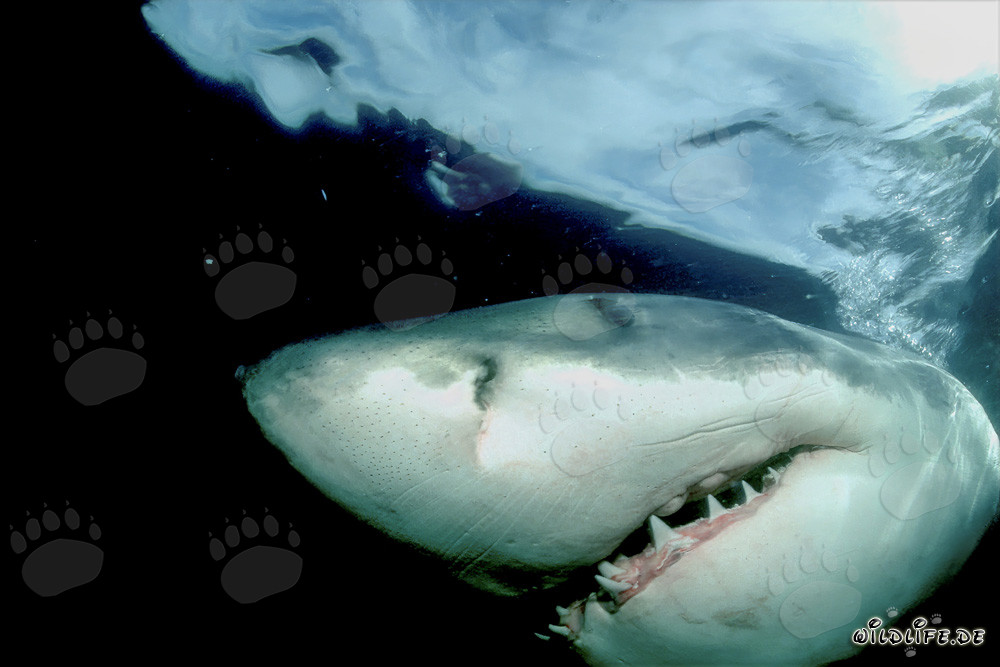 Majestoso squalo bianco al largo della costa sudafricana