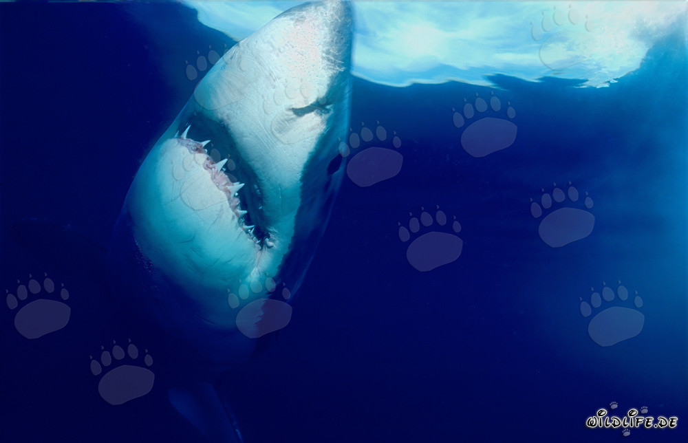 Grand requin blanc impressionnant remonte verticalement à la surface de l'eau