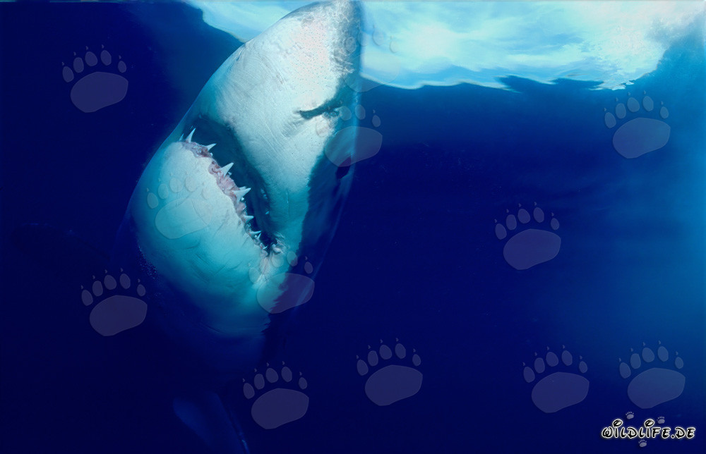 Impressive Great White Shark ascending vertically to the ocean surface