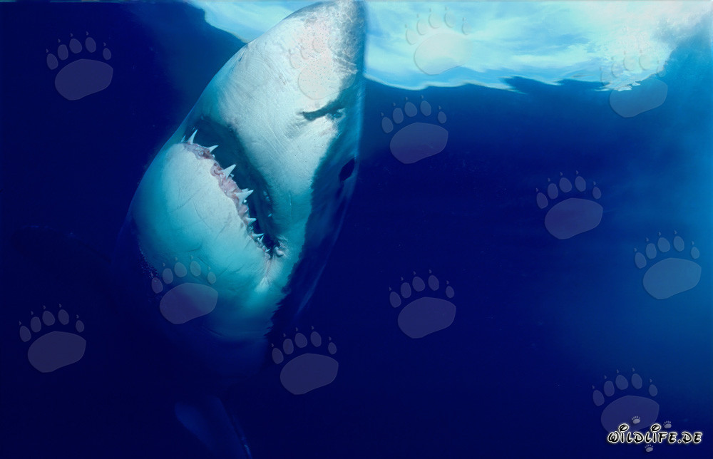 Imponente squalo bianco si innalza verticalmente alla superficie dell'acqua