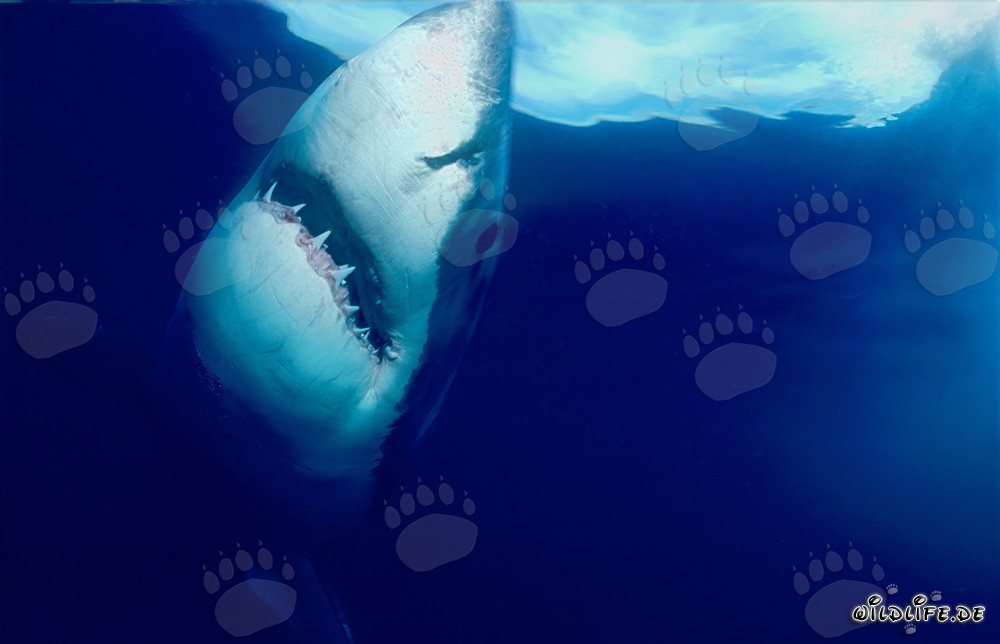 Imposanter Weißer Hai steigt vertikal zur Wasseroberfläche auf