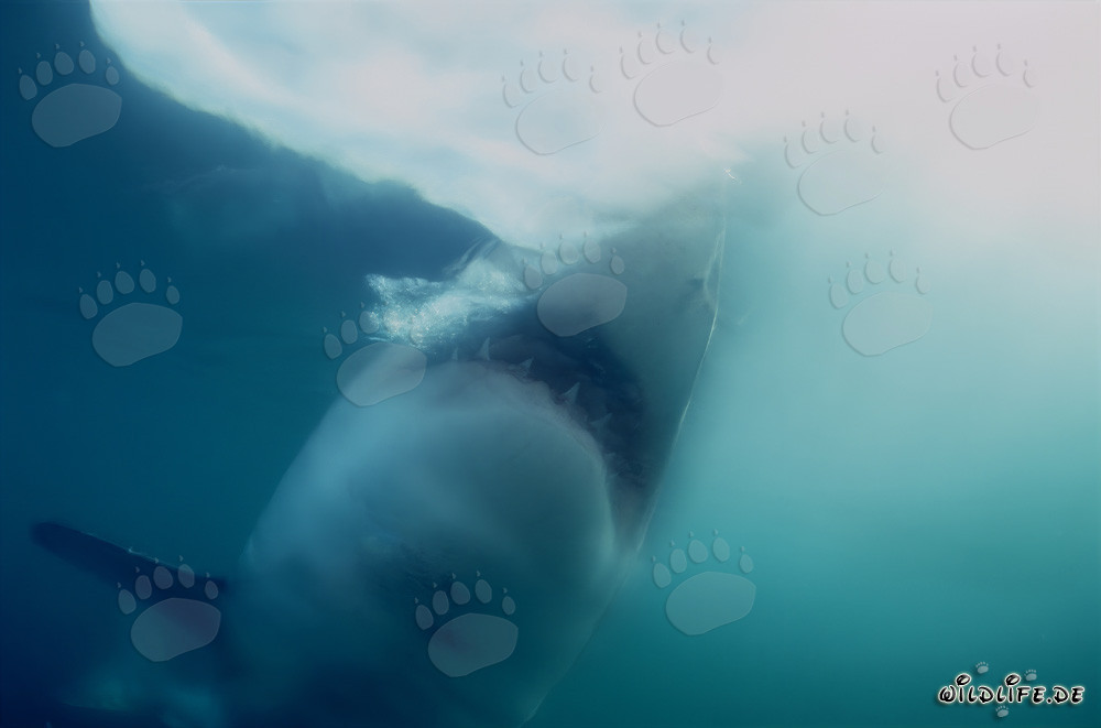 Great White Shark hunting for prey in the open sea