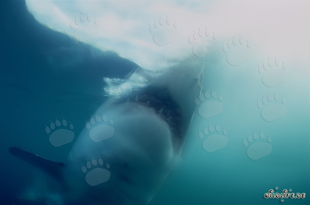 Requin blanc attaque en haute mer sa proie