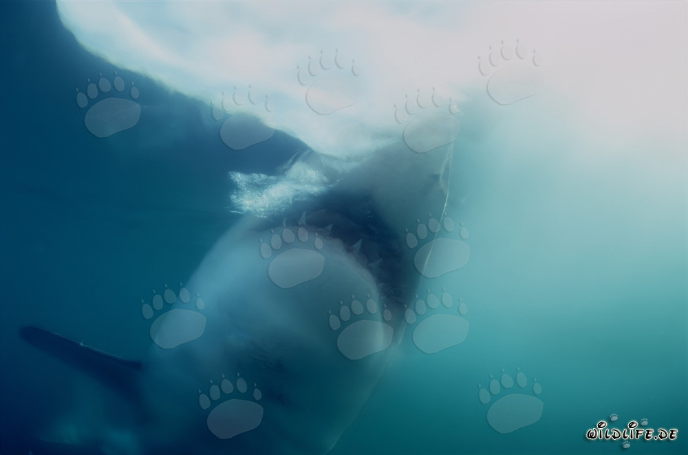 Lo squalo bianco attacca in mare aperto la preda