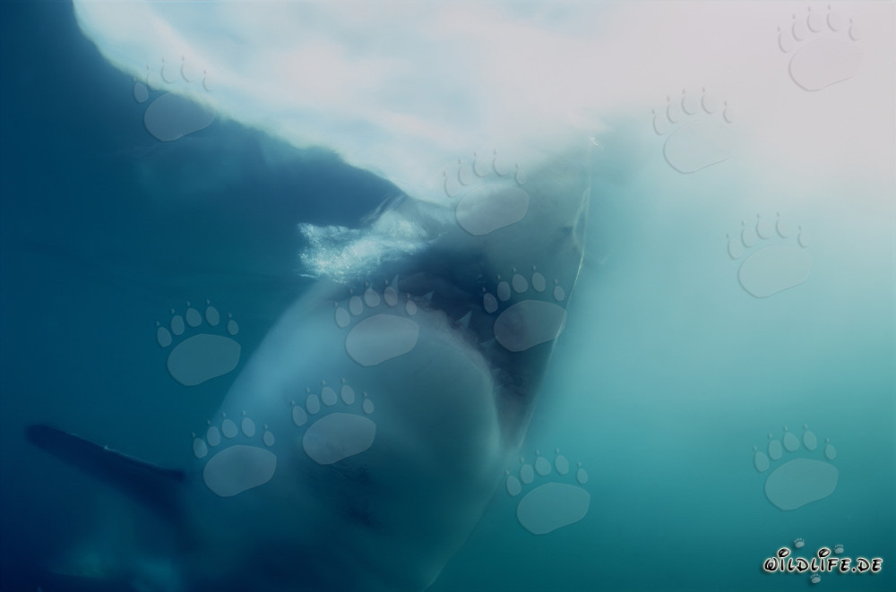 Weißer Hai greift im offenen Meer nach Beute