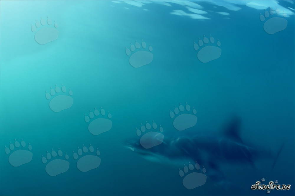 Majestic Great White Shark glides through the water past Dyer Island