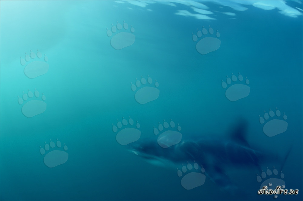 Requin blanc majestueux glissant à travers l'eau près de l'île Dyer